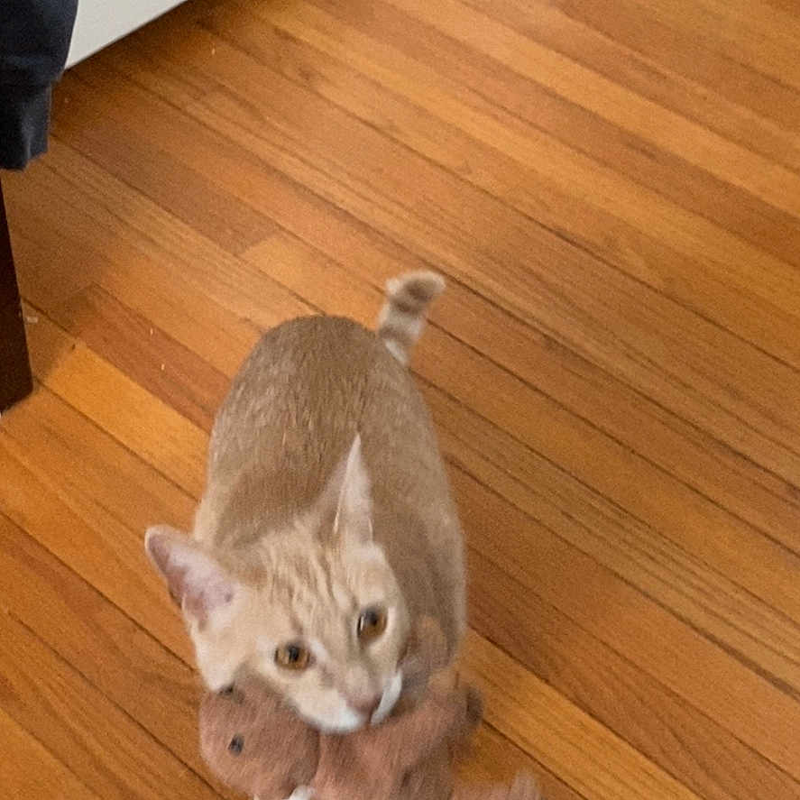 Tater Tot