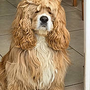Caramel a rejoint le concours — aidez-le/la à gagner de superbes lots ! animal, brown, canine, companion, curly_hair, cute, dog, domestic, doorway, fluffy, friendly, fur, indoors, long_hair, mammal, pet, portrait, sitting, tile_floor, white