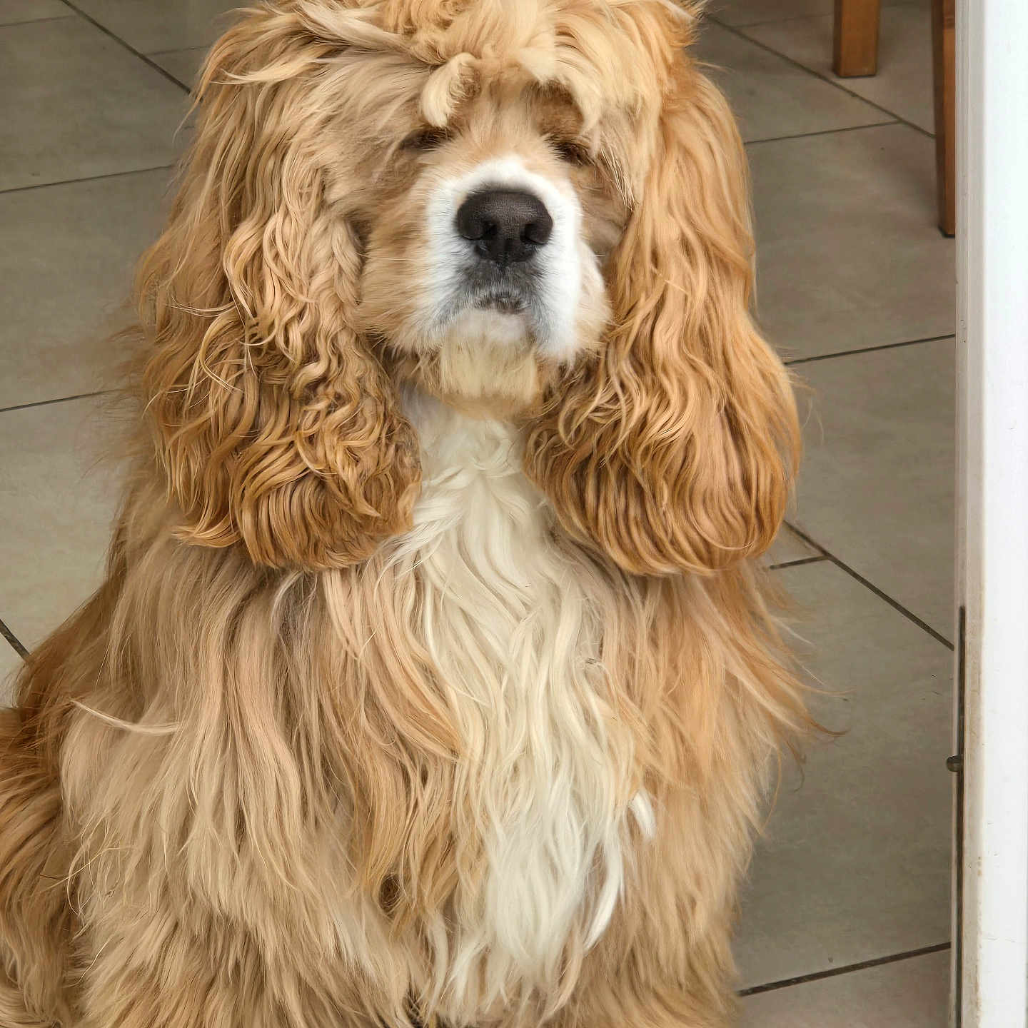 Caramel a rejoint le concours — aidez-le/la à gagner de superbes lots ! animal, brown, canine, companion, curly_hair, cute, dog, domestic, doorway, fluffy, friendly, fur, indoors, long_hair, mammal, pet, portrait, sitting, tile_floor, white