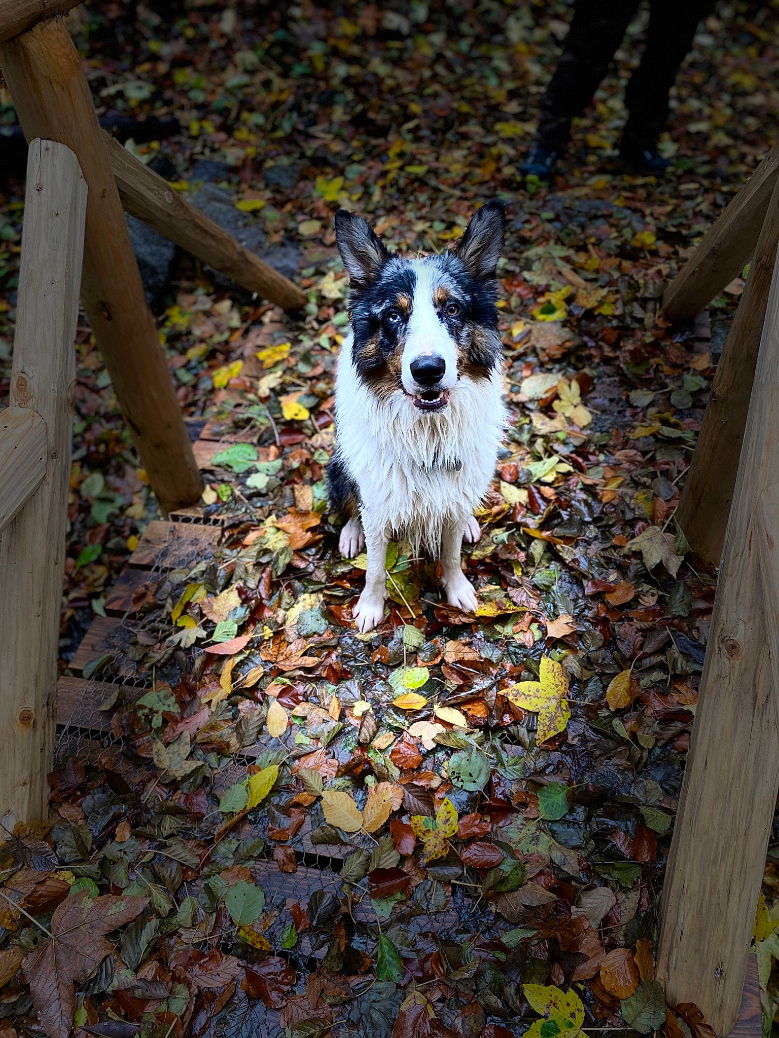 Paco a rejoint le concours — aidez-le/la à gagner de superbes lots ! autumn, canidae, carnivore, companion_dog, dog, dog_breed, dog_supply, fawn, fur, grass, leaf, plant, shadow, snout, soil, sporting_group, tail, wood, working_animal, working_dog