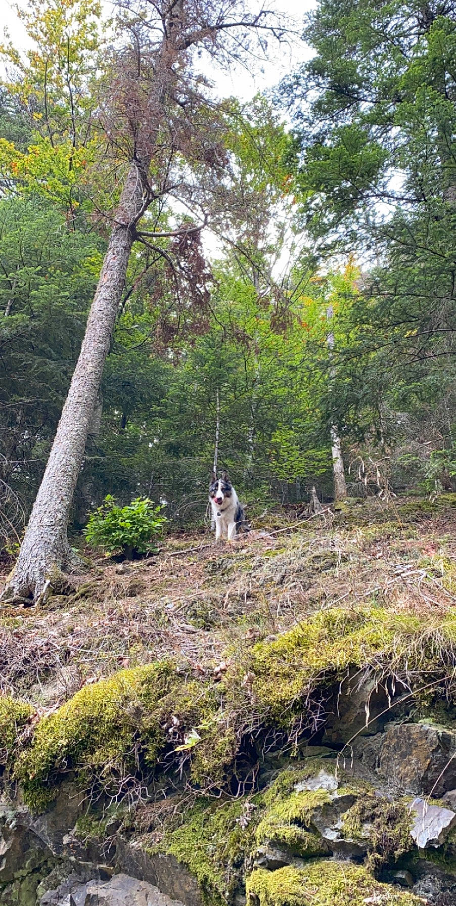 Paco participe au concours pour gagner de l'argent avec cette photo : deciduous, forest, grass, jungle, landscape, natural_landscape, plant, riparian_forest, riparian_zone, shrub, soil, spruce_fir_forest, temperate_broadleaf_and_mixed_forest, terrestrial_plant, trail, tree, trunk, wildlife, wood, woodland