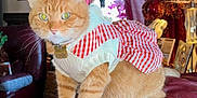 Ginger joined the competition — help win amazing prizes! cat, orange_tabby, pet_clothing, sweater, skirt, indoor, couch, leather, furniture, curtains, lamp, decor, vintage, cozy, animal, whiskers, ears, eyes, posing, domestic_cat