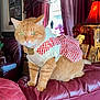 cat, orange_tabby, pet_clothing, sweater, skirt, indoor, couch, leather, furniture, curtains, lamp, decor, vintage, cozy, animal, whiskers, ears, eyes, posing, domestic_cat