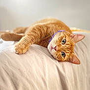 Ginger joined the competition — help win amazing prizes! cat, orange_tabby, pet, animal, feline, collar, green_eyes, relaxed, lying_down, bed, blanket, soft, cozy, indoor, cute, whiskers, ears, closeup, portrait, sleepy