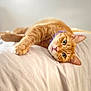 cat, orange_tabby, pet, animal, feline, collar, green_eyes, relaxed, lying_down, bed, blanket, soft, cozy, indoor, cute, whiskers, ears, closeup, portrait, sleepy