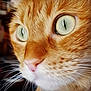 Ginger joined the competition — help win amazing prizes! cat, closeup, ginger, whiskers, green_eyes, fur, face, animal, pet, portrait, cute, feline, nose, macro, soft_light, detailed, focus, profile, muzzle, expression