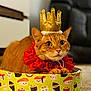 Ginger is registered to the contest to win money with this photo: cat, orange_tabby, crown, red_collar, sushi_box, pet, indoor, feline, cute, costume, animal, domestic_cat, portrait, whiskers, ears, paws, relaxing, funny, playful, decorative
