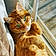 Ginger