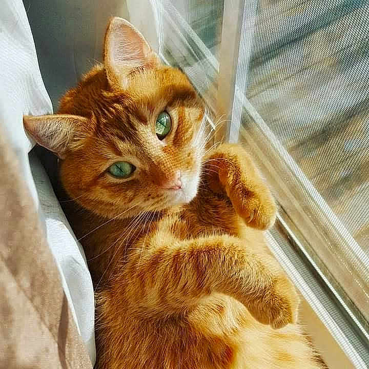 Ginger is registered to the contest to win money with this photo: animal, cat, closeup, cozy, curious, cute, domestic_cat, fur, ginger_cat, green_eyes, indoor, mammal, paws, pet, portrait, relaxed, resting, sunlight, whiskers, window