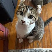 Norman is registered to the contest to win money with this photo: animal, cat, companion, curious, cute, domestic, ears, floor, fur, furniture, home, indoor, looking_up, mammal, pet, rug, tabby, whiskers, white_paws, wooden_floor