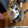 animal, cat, companion, curious, cute, domestic, ears, floor, fur, furniture, home, indoor, looking_up, mammal, pet, rug, tabby, whiskers, white_paws, wooden_floor
