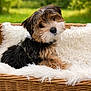 Rocky is registered to the contest to win money with this photo: dog, puppy, basket, blanket, fluffy, wicker, fur, pet, outdoor, grass, cushion, portrait, cute, head_tilt, nose, eyes, leash, relaxing, small, adorable