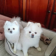 Cookies a rejoint le concours — aidez-le/la à gagner de superbes lots ! dog, pomeranian, pet_bed, white_dog, fluffy, indoor, wooden_cabinet, floor, curious, two_dogs, small_dog, animal, cute, cozy, companion, domestic_animal, portrait, sitting, fur, playful