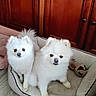 dog, pomeranian, pet_bed, white_dog, fluffy, indoor, wooden_cabinet, floor, curious, two_dogs, small_dog, animal, cute, cozy, companion, domestic_animal, portrait, sitting, fur, playful