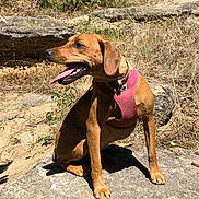 Alba a rejoint le concours — aidez-le/la à gagner de superbes lots ! dog, animal, pet, outdoor, rock, nature, sunlight, panting, brown_dog, harness, grass, dry_grass, canine, sitting, tongue_out, daylight, wildlife, landscape, ear, snout
