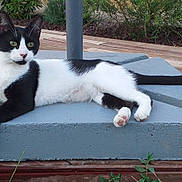 Chipie a rejoint le concours — aidez-le/la à gagner de superbes lots ! cat, black_and_white, animal, pet, outdoor, relaxed, lounging, concrete, wooden_deck, greenery, nature, curious, whiskers, tail, paws, ears, feline, resting, daylight, side_view