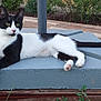 cat, black_and_white, animal, pet, outdoor, relaxed, lounging, concrete, wooden_deck, greenery, nature, curious, whiskers, tail, paws, ears, feline, resting, daylight, side_view
