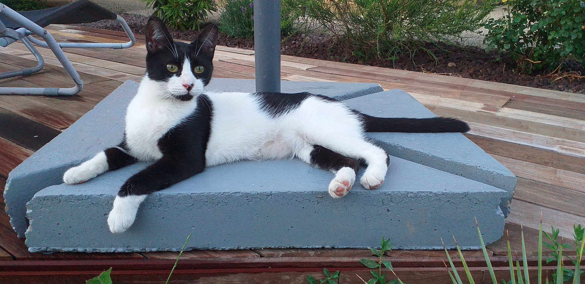 Chipie a rejoint le concours — aidez-le/la à gagner de superbes lots ! cat, black_and_white, animal, pet, outdoor, relaxed, lounging, concrete, wooden_deck, greenery, nature, curious, whiskers, tail, paws, ears, feline, resting, daylight, side_view