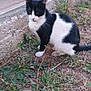 Chipie participe au concours pour gagner de l'argent avec cette photo : cat, black_and_white, outdoor, grass, dirt, plant_pot, concrete, sidewalk, animal, pet, sitting, fur, whiskers, nature, calm, daylight, ground, tail, mammal, closeup