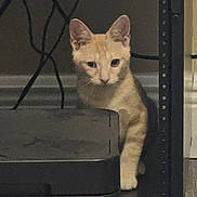 Simba joined the competition — help win amazing prizes! kitten, cat, orange_tabby, pet, indoor, curious, feline, shelf, cables, equipment, animal, young_cat, whiskers, ears, paw, floor, domestic_cat, looking, cute, playful
