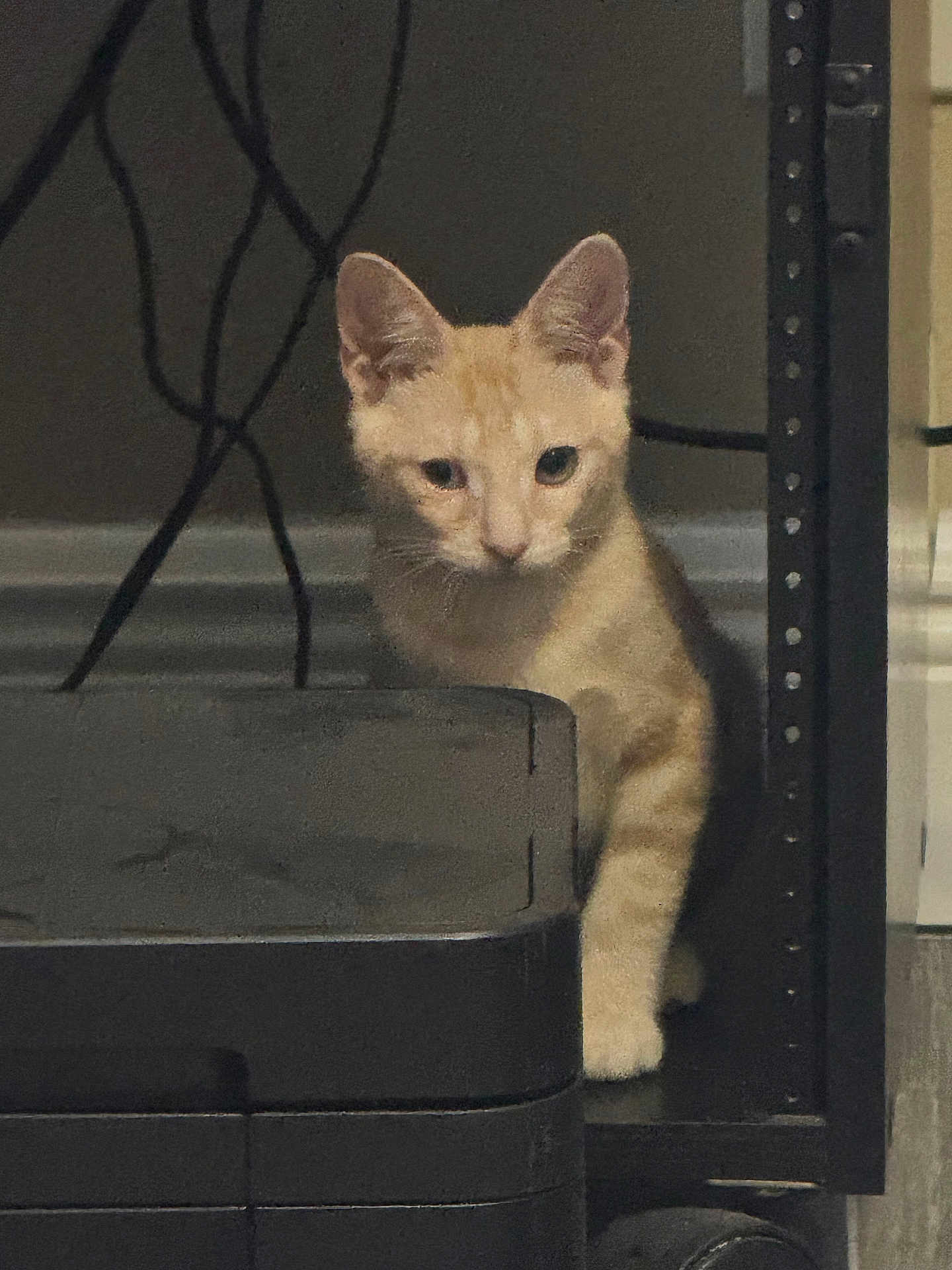 Simba