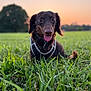 dog, dachshund, grass, sunset, outdoor, pet, animal, tongue_out, happy, nature, field, greenery, canine, collar, closeup, portrait, playful, summer, sunlight, cute