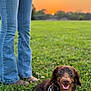 dog, dachshund, grass, sunset, person, jeans, shoes, outdoor, smiling_dog, pet, collar, tag, leash, nature, field, happy, canine, animal, evening, warm_light