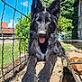 Vendy participe au concours pour gagner de l'argent avec cette photo : black_dog, dog, canine, outdoor, sunlight, fence, garden, stone_wall, tongue_out, fluffy_fur, pet, animal, resting, blue_sky, greenery, tree, house, daylight, playful, relaxing