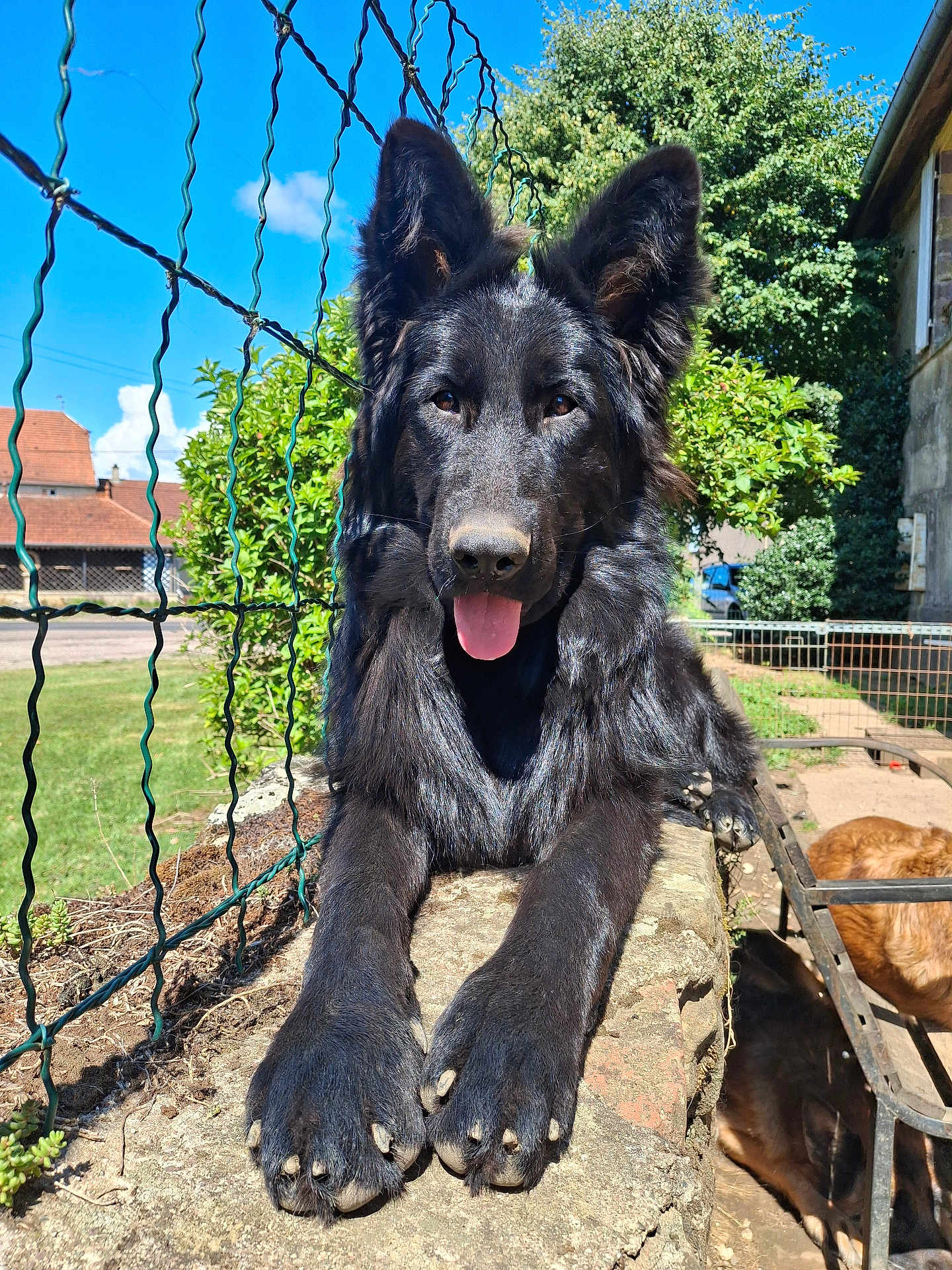 Vendy participe au concours pour gagner de l'argent avec cette photo : black_dog, dog, canine, outdoor, sunlight, fence, garden, stone_wall, tongue_out, fluffy_fur, pet, animal, resting, blue_sky, greenery, tree, house, daylight, playful, relaxing