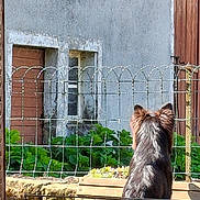 Vendy participe au concours pour gagner de l'argent avec cette photo : dog, bench, fence, outdoor, sunlight, garden, wooden_bench, animal, pet, fur, back_view, greenery, wire_fence, wall, window, quiet, daytime, nature, peaceful, rustic