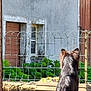 dog, bench, fence, outdoor, sunlight, garden, wooden_bench, animal, pet, fur, back_view, greenery, wire_fence, wall, window, quiet, daytime, nature, peaceful, rustic