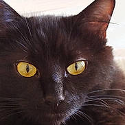 Api participe au concours pour gagner de l'argent avec cette photo : cat, black_cat, close_up, yellow_eyes, whiskers, fur, pet, animal, face, portrait, mammal, domestic_animal, feline, cute, eyes, nose, indoor, soft_light, focused