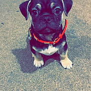 Max joined the competition — help win amazing prizes! puppy, dog, pet, collar, indoor, carpet, small_dog, cute, animal, sitting, looking_up, fur, ears, paws, young, adorable, companion, domestic_animal, canine, portrait