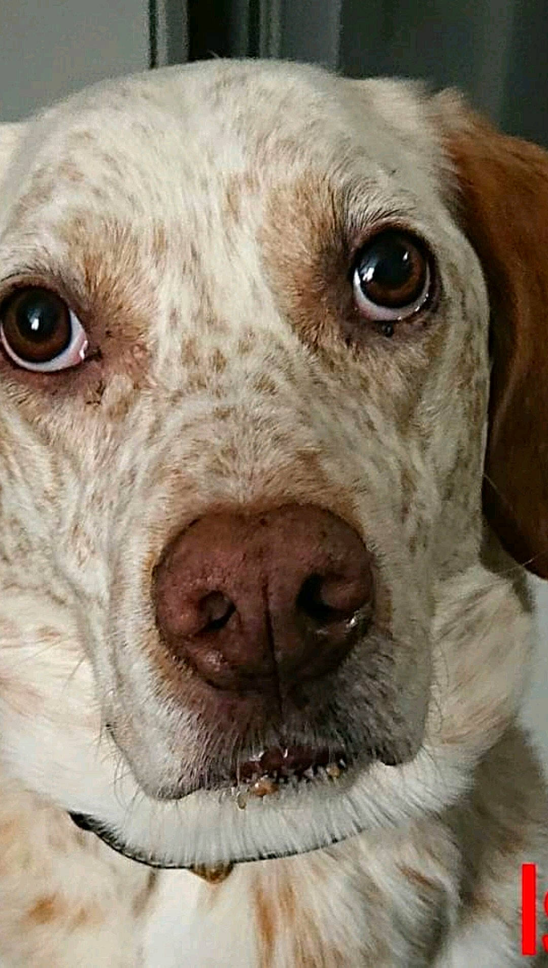 Aïko a rejoint le concours — aidez-le/la à gagner de superbes lots ! ancient_dog_breeds, canidae, carnivore, companion_dog, dog, dog_breed, dog_collar, ear, fawn, fur, gun_dog, hunting_dog, liver, photography, snout, sporting_group, terrestrial_animal, whiskers, working_animal, wrinkle