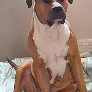 Buddy joined the competition — help win amazing prizes! animal, bed, brown, canine, comfort, dog, domestic_animal, ears, fur, furniture, household, indoor, large_dog, pet, portrait, power_outlet, relaxed, sitting, wall, white