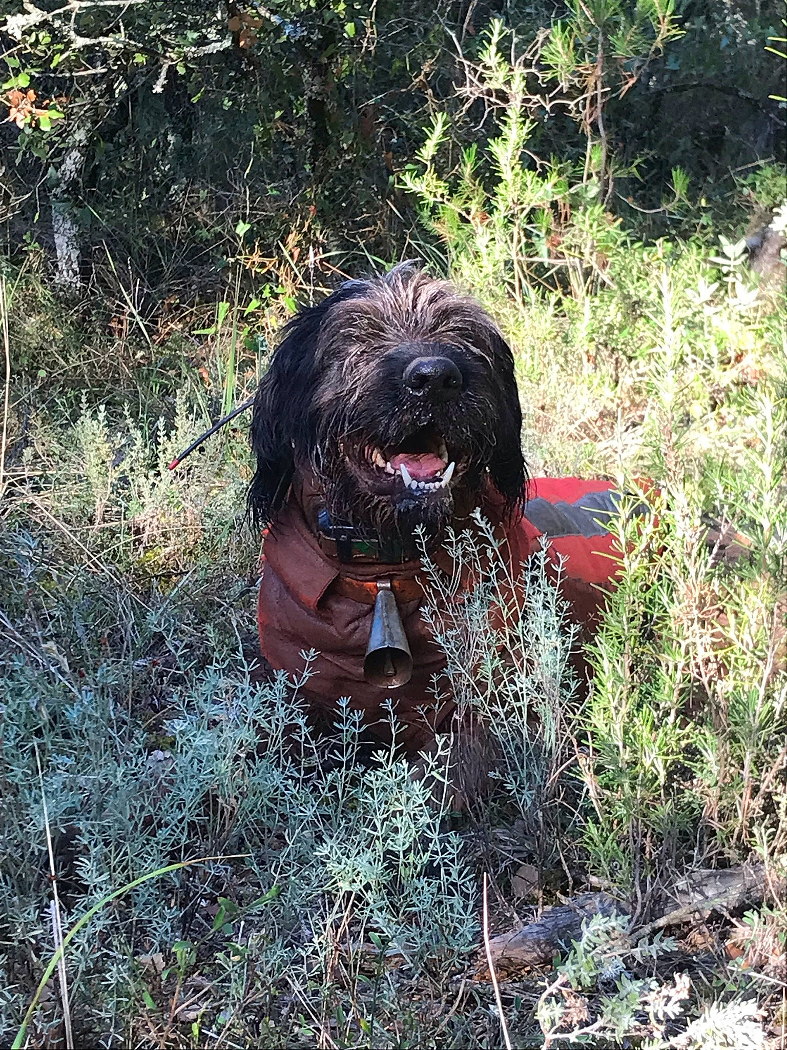 Lord Sir participe au concours pour gagner de l'argent avec cette photo : carnivore, companion_dog, dog, dog_breed, grass, groundcover, hunting_dog, liver, plant, shrub, shrubland, small_terrier, soil, sporting_group, terrestrial_animal, terrestrial_plant, terrier, toy_dog, water_dog, working_animal