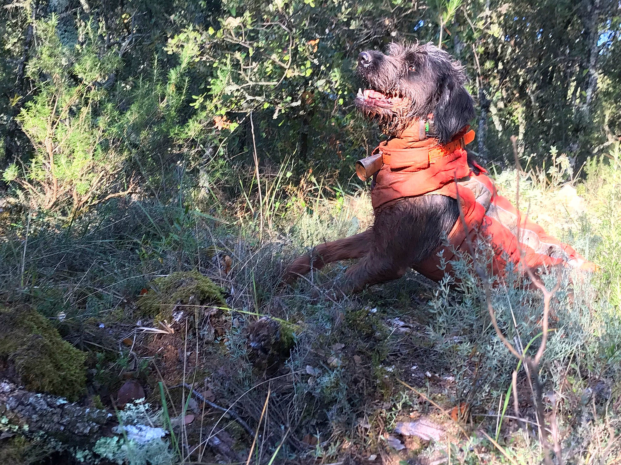 Lord Sir a rejoint le concours — aidez-le/la à gagner de superbes lots ! amphibian, art, canidae, carnivore, dog_breed, fawn, forest, grass, jungle, landscape, liver, natural_landscape, plant, sculpture, soil, sporting_group, terrestrial_animal, terrestrial_plant, wood, woodland