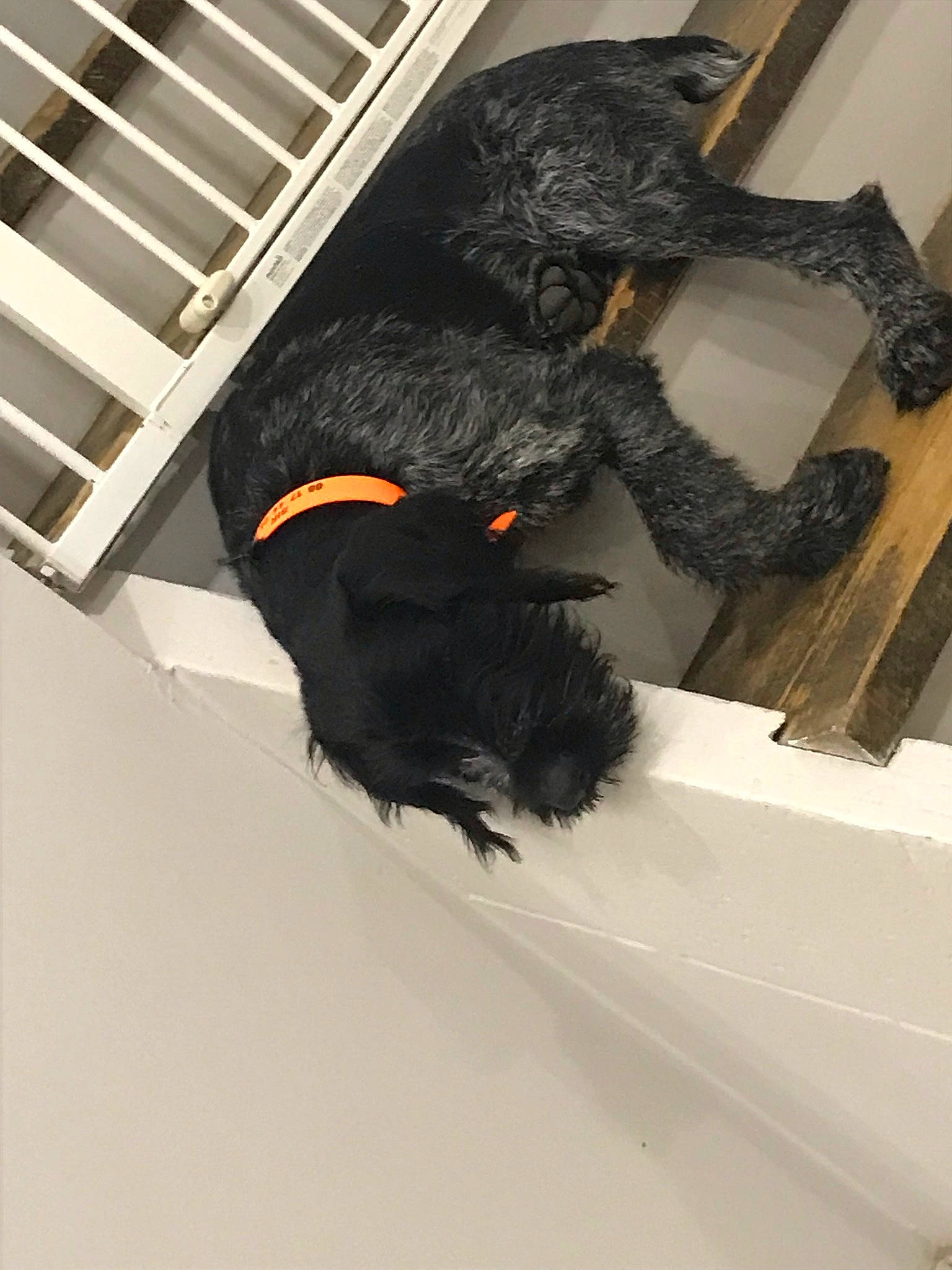 Lord Sir participe au concours pour gagner de l'argent avec cette photo : art, carnivore, claw, dog_breed, feather, fur, natural_material, room, sporting_group, tail, visual_arts, wing, wood