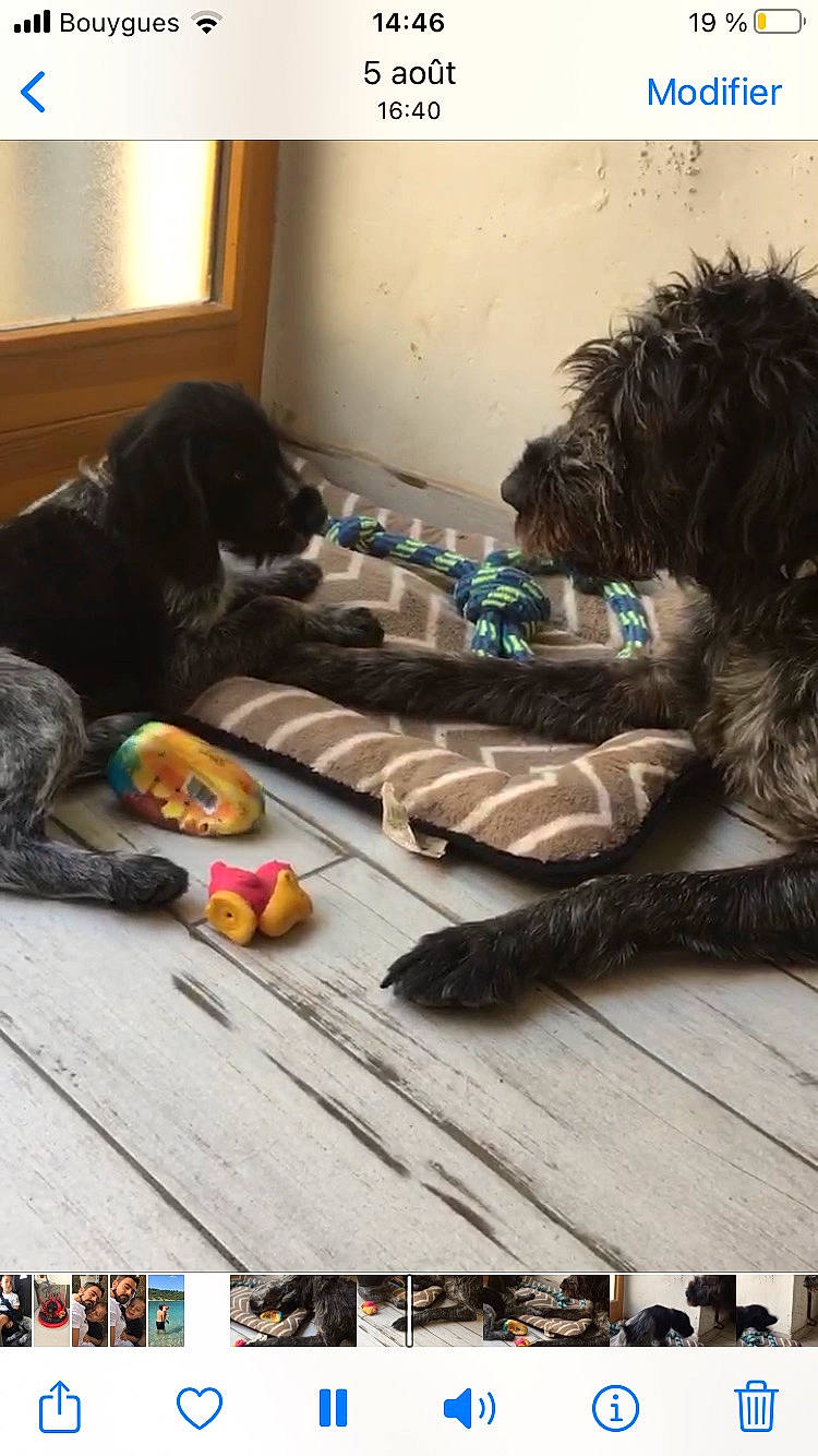 Lord Sir participe au concours pour gagner de l'argent avec cette photo : art, canidae, carnivore, comfort, companion_dog, dog, dog_breed, dog_supply, felidae, flooring, fur, paw, schnauzer, screenshot, small_terrier, snout, sporting_group, tail, terrier, toy_dog