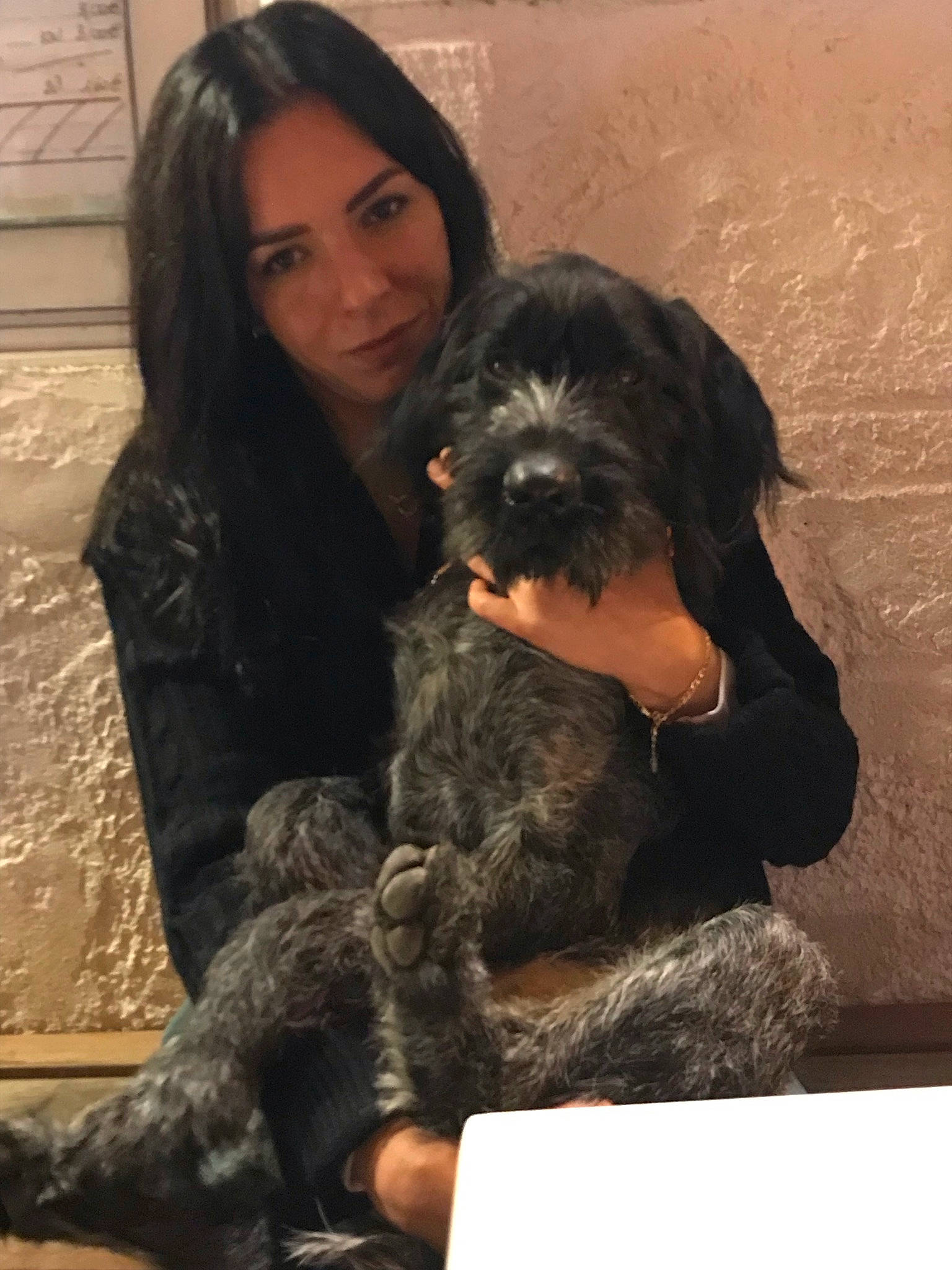 Sir participe au concours pour gagner de l'argent avec cette photo : canidae, carnivore, comfort, companion_dog, dog, dog_breed, ear, fur, liver, natural_material, non_sporting_group, sitting, small_terrier, snout, sporting_group, terrier, toy_dog, water_dog, working_animal, working_dog