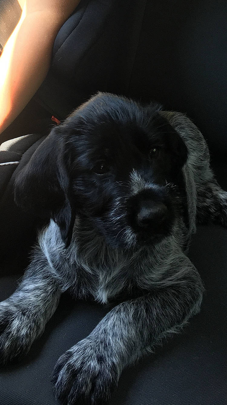 Sir a rejoint le concours — aidez-le/la à gagner de superbes lots ! borador, carnivore, comfort, companion_dog, darkness, dog, dog_breed, fur, grey, gun_dog, liver, mammal, monochrome_photography, paw, sitting, snout, sporting_group, terrestrial_animal, whiskers, working_animal