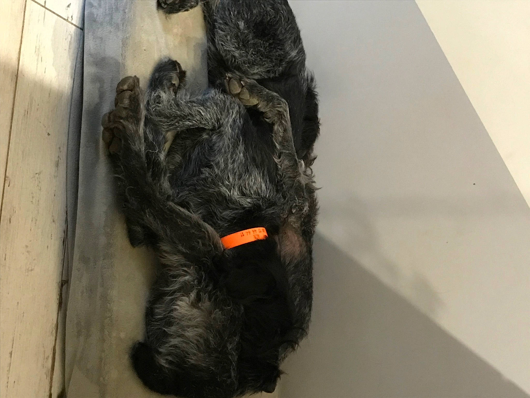 Sir a rejoint le concours — aidez-le/la à gagner de superbes lots ! art, artifact, bovine, canidae, carnivore, dog_breed, door_handle, fur, guard_dog, mammal, sculpture, snout, sporting_group, statue, stone_carving, tail, terrestrial_animal, visual_arts, wood, working_animal