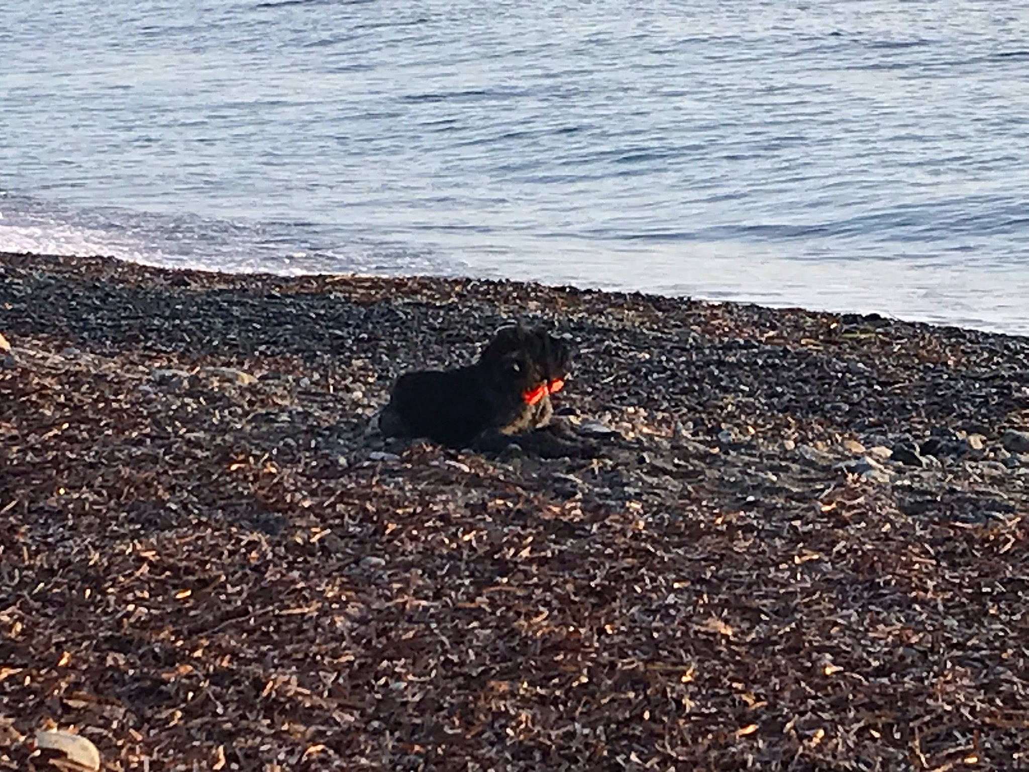 Sir participe au concours pour gagner de l'argent avec cette photo : asphalt, beach, canidae, carnivore, coast, coastal_and_oceanic_landforms, dog, dog_breed, grass, horizon, lake, landscape, sand, shore, soil, tail, tints_and_shades, water, wind_wave, wood