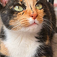 Xara is registered to the contest to win money with this photo: cat, calico_cat, animal, pet, feline, close_up, portrait, green_eyes, golden_eyes, whiskers, fur, tricolor, orange_fur, black_fur, white_fur, pink_nose, ears, staring, indoors, macro_photography