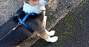 Zorro participe au concours pour gagner de l'argent avec cette photo : animal, black, brown, closeup, concrete, curious, dog, ears, harness, leash, looking_back, moss, outdoor, pavement, pet, puppy, sidewalk, small_dog, walk, white