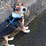 Zorro participe au concours pour gagner de l'argent avec cette photo : dog, puppy, harness, leash, outdoor, concrete, pavement, moss, curious, small_dog, brown, white, black, ears, pet, animal, walk, looking_back, sidewalk, closeup