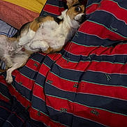 Zorro participe au concours pour gagner de l'argent avec cette photo : dog, pet, blanket, striped_blanket, fur, lying_down, indoor, bed, comfort, cute, animal, canine, expression, resting, small_dog, colorful, pattern, paw, ears, wide_eyes