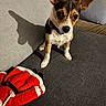 dog, puppy, ears, shadow, couch, knitted_sweater, red, white, black_collar, indoor, pet, cute, small_dog, fur, animal, sitting, looking_up, wall, fabric, cozy