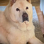 Moose is registered to the contest to win money with this photo: animal, bulldog, canine, chow, dog, eskimodog, husky, pet, pitbull, puppy, snout, whitedog, wood