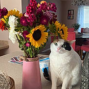 Cupcake joined the competition — help win amazing prizes! cat, flower_bouquet, sunflower, vase, kitchen_counter, indoor, table, pink_vase, white_cat, green_eyes, black_patch, plant, furniture, dining_room, chair, window, curtain, decor, domestic_cat, pet